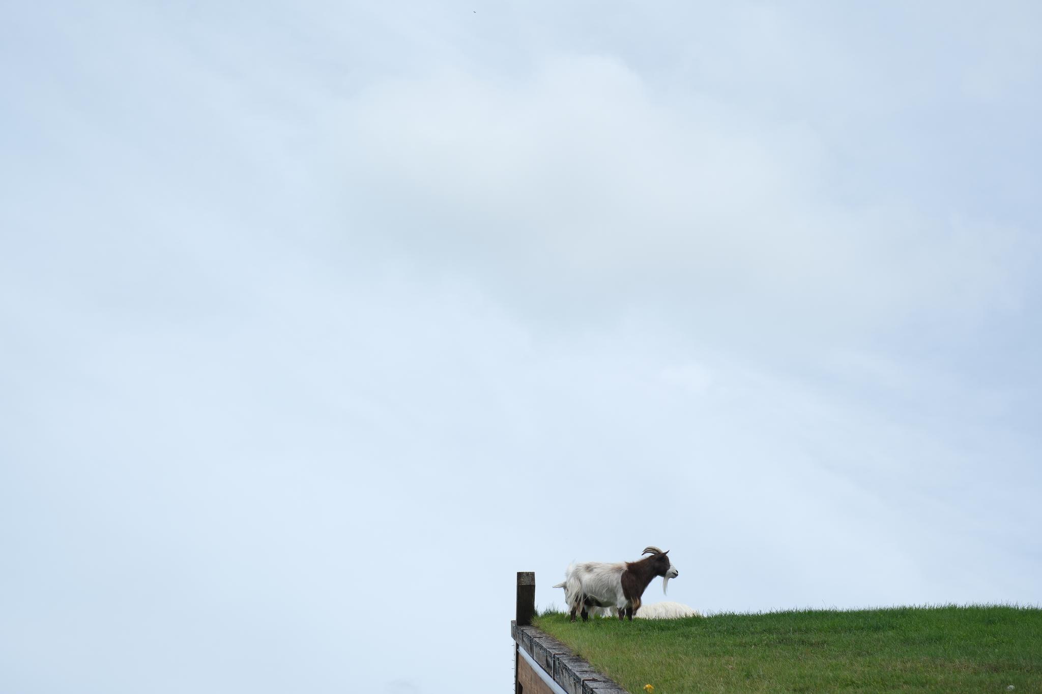 A sheep standing on a grassy hilltop against a cloudy sky