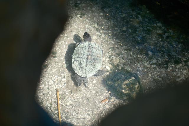 A small turtle walking on a rocky surface, partially illuminated by sunlight