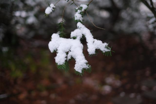 A snow-covered evergreen branch with a blurred background