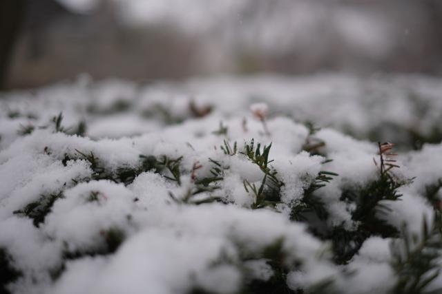 Snow-covered evergreen branches with a blurred background