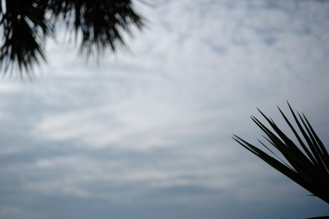 A cloudy sky with silhouettes of palm tree leaves in the corners
