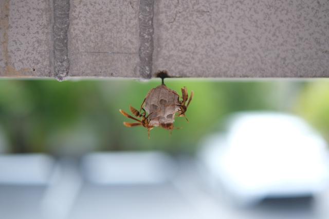 A crab hanging upside down from a concrete surface with a blurred background