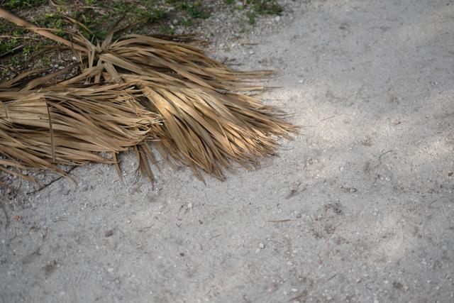 Dry palm fronds lying on a gravel path