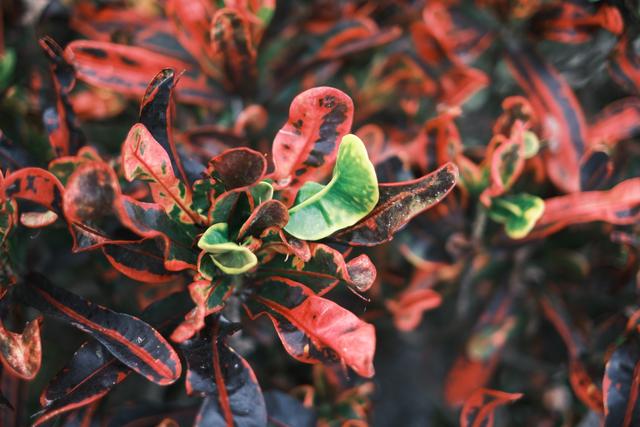 A close-up of vibrant, multicolored leaves with shades of red, green, and dark purple