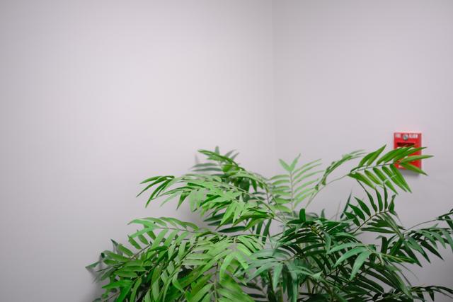 A green potted fern sits against a white wall with a small red object on the upper right corner