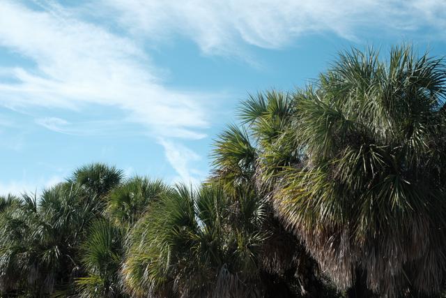 A cluster of palm trees under a bright blue sky with wispy clouds