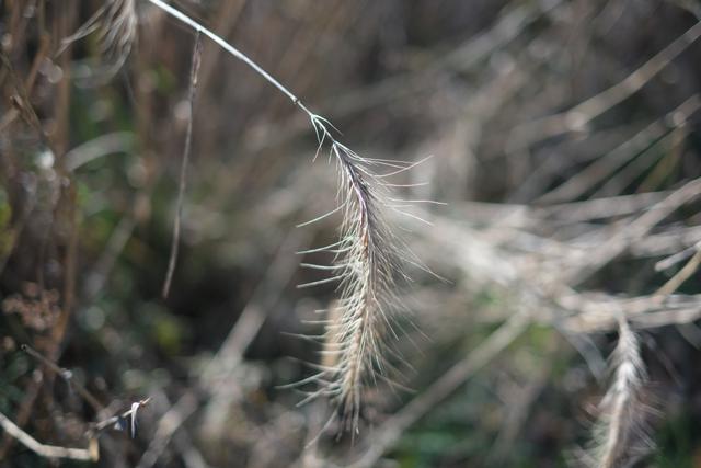 A close-up of a single, delicate grass seed head with a blurred background