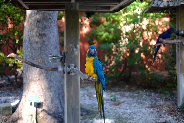 A vibrant blue and yellow parrot perched on a wooden structure in a garden setting, with another parrot visible in the background