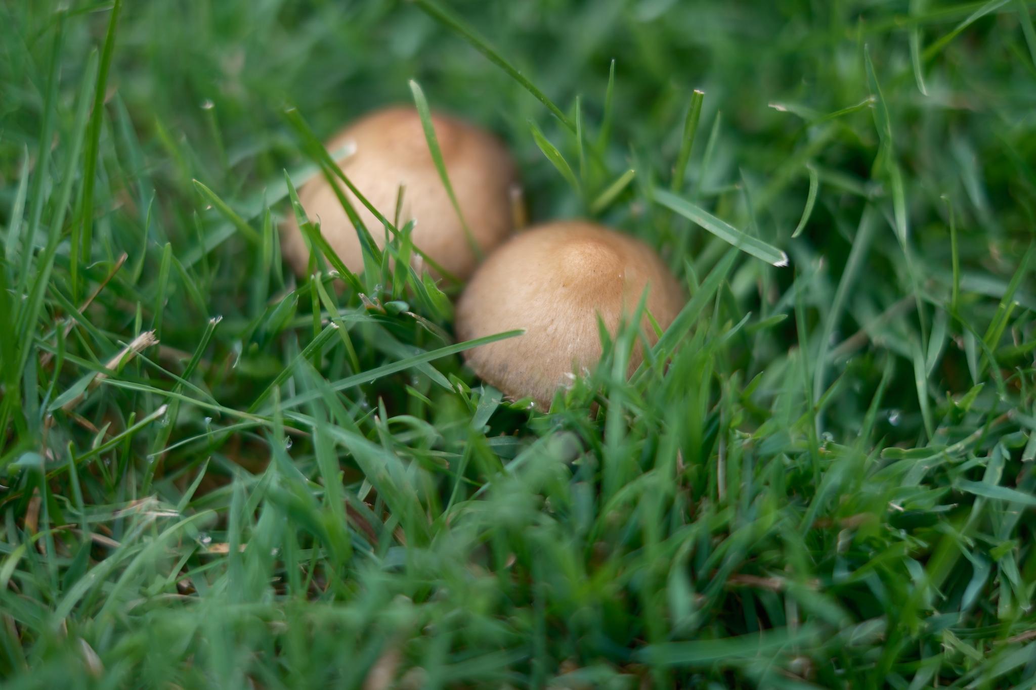 Two small mushrooms growing amidst green grass