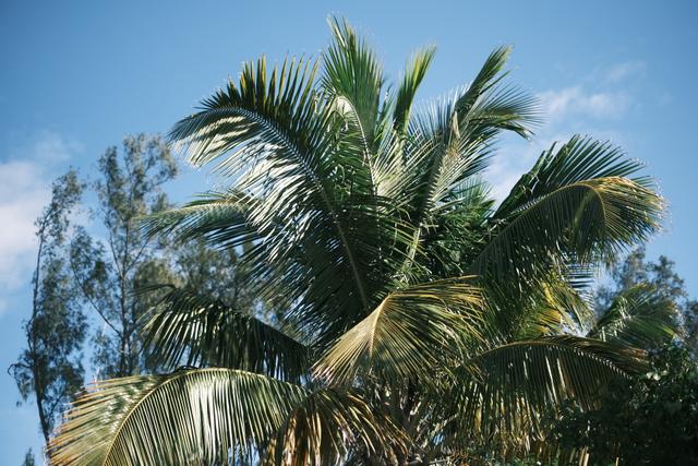 Tall palm trees with lush green fronds against a clear blue sky