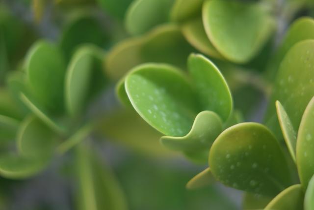 Close-up of green leaves with a soft focus background
