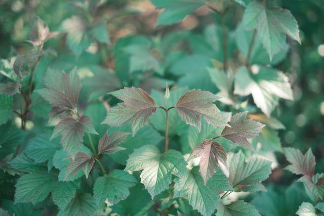A cluster of green leaves with some reddish-brown tinges, set against a blurred background