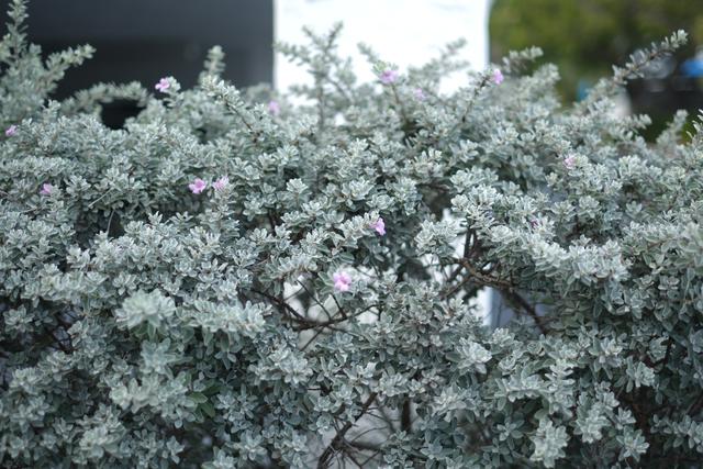 A dense bush with silvery-green foliage and a few small purple flowers