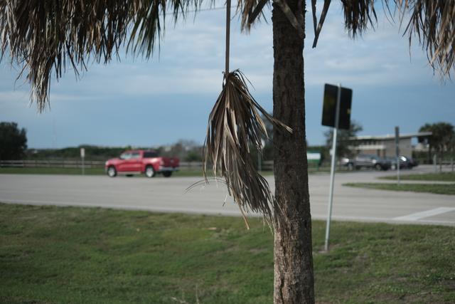 A palm tree with dried fronds in the foreground, a red truck driving on a road in the background, and a grassy area with a signpost