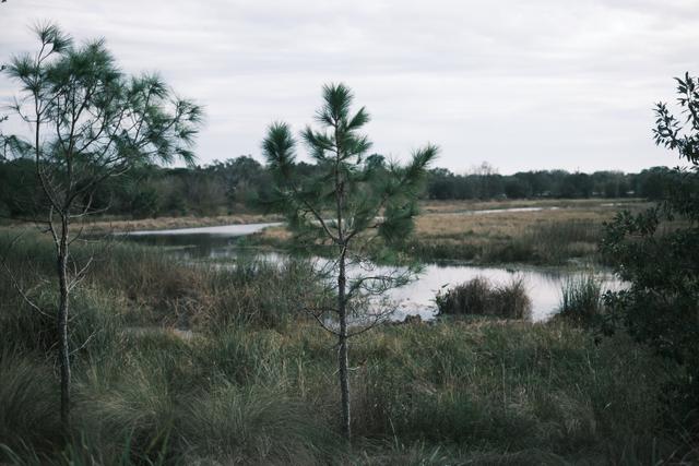 A serene wetland landscape with tall grasses, scattered trees, and a calm body of water under a cloudy sky