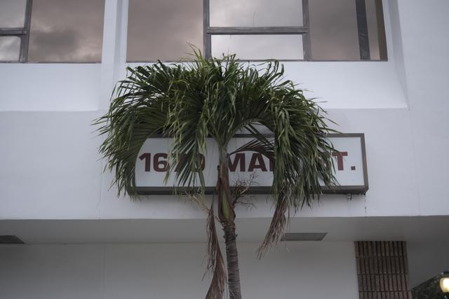 A palm tree in front of a building with a sign that reads 1610 MARKET