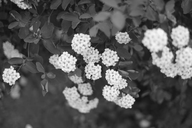 Clusters of small white flowers surrounded by dark leaves in a black and white photograph