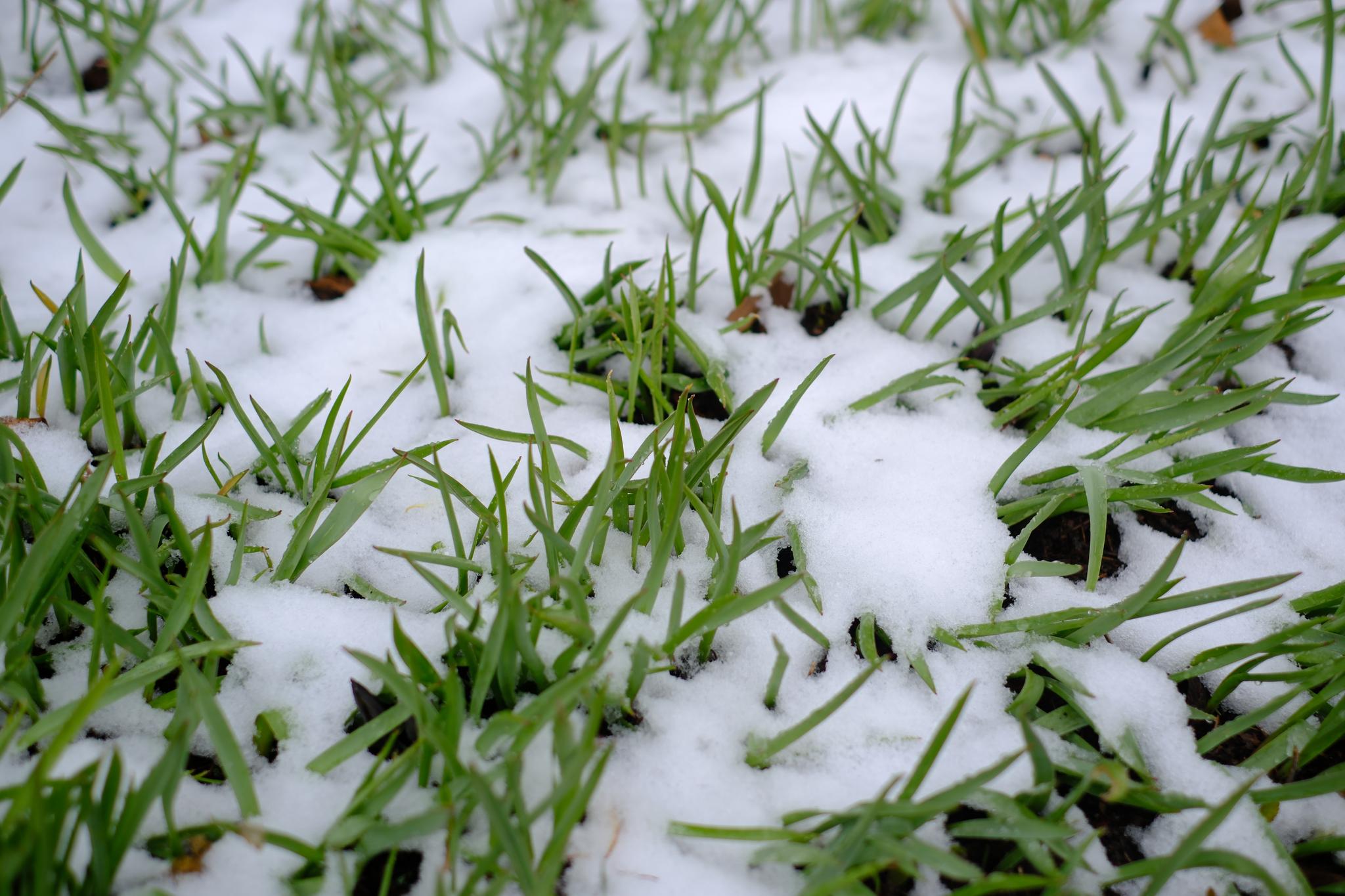 Green shoots of grass peeking through a dusting of snow