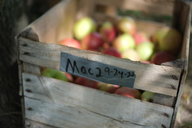 A wooden crate filled with apples, with a handwritten label on the side
