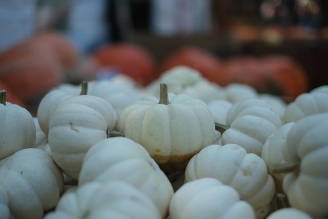 A pile of small white pumpkins with a blurred background containing larger orange pumpkins