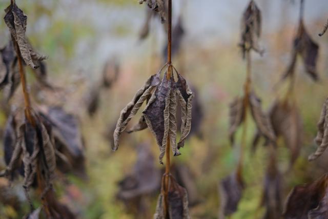 Dried, withered leaves hanging from branches, with a blurred background