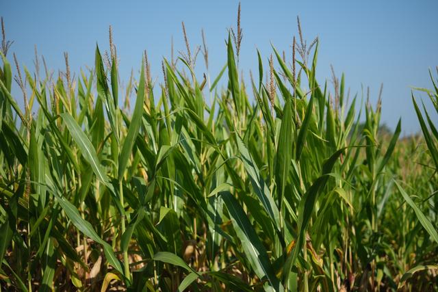 A field of tall, green corn plants under a clear blue sky