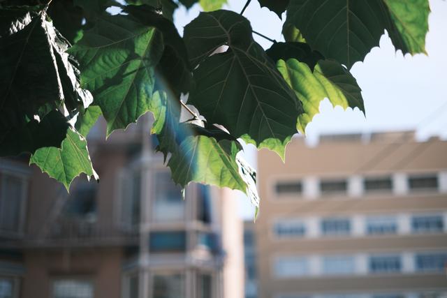 Large green leaves in the foreground with a blurred background of buildings and a clear sky