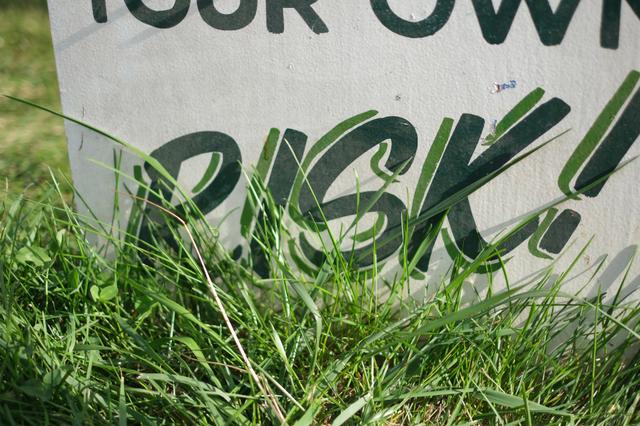 A partially obscured sign with the word RISK! visible, surrounded by tall grass