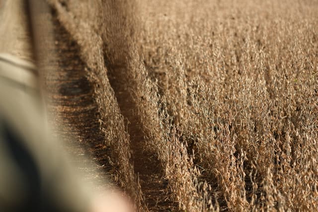 A vast field of tall, dry grasses with a path running through the middle, bathed in warm, natural light