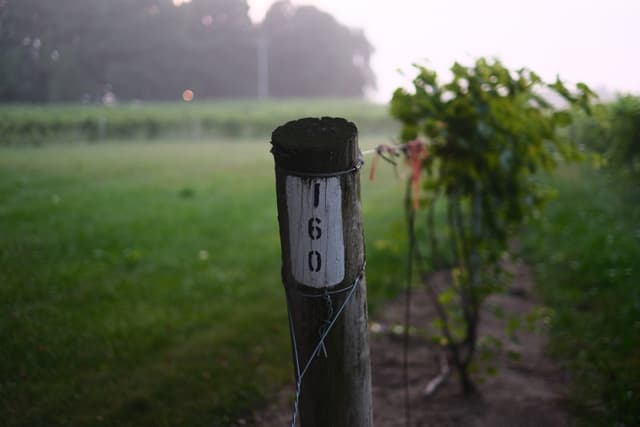 Close-up of a vineyard post with measurement markings beside grapevines in a foggy, dew-covered field at sunrise