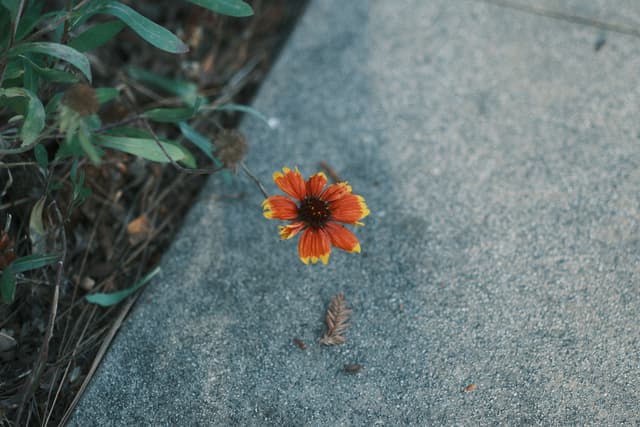 A vibrant orange flower growing through a crack in a concrete surface, with green foliage nearby