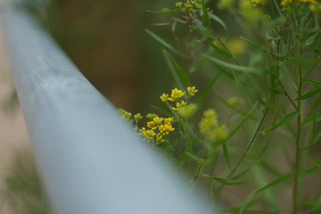 Soft-focus close-up of small yellow wildflowers and green foliage with a pale blurred foreground element