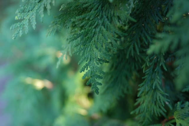 Close-up of green, needle-like leaves of a coniferous tree with a blurred background