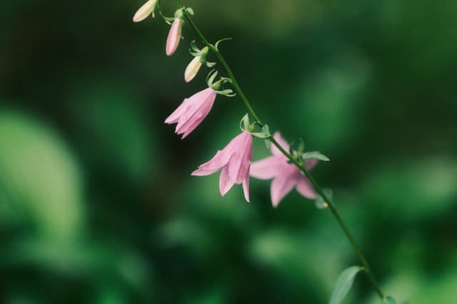 Delicate pink bell-shaped blossoms hanging from a slender stem against a soft green blurred background