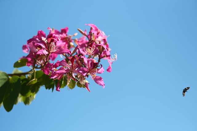 Cluster of pink flowers on a leafy branch against a clear blue sky, with a small bird flying in the distance