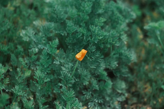 A single orange flower bud surrounded by dense green foliage