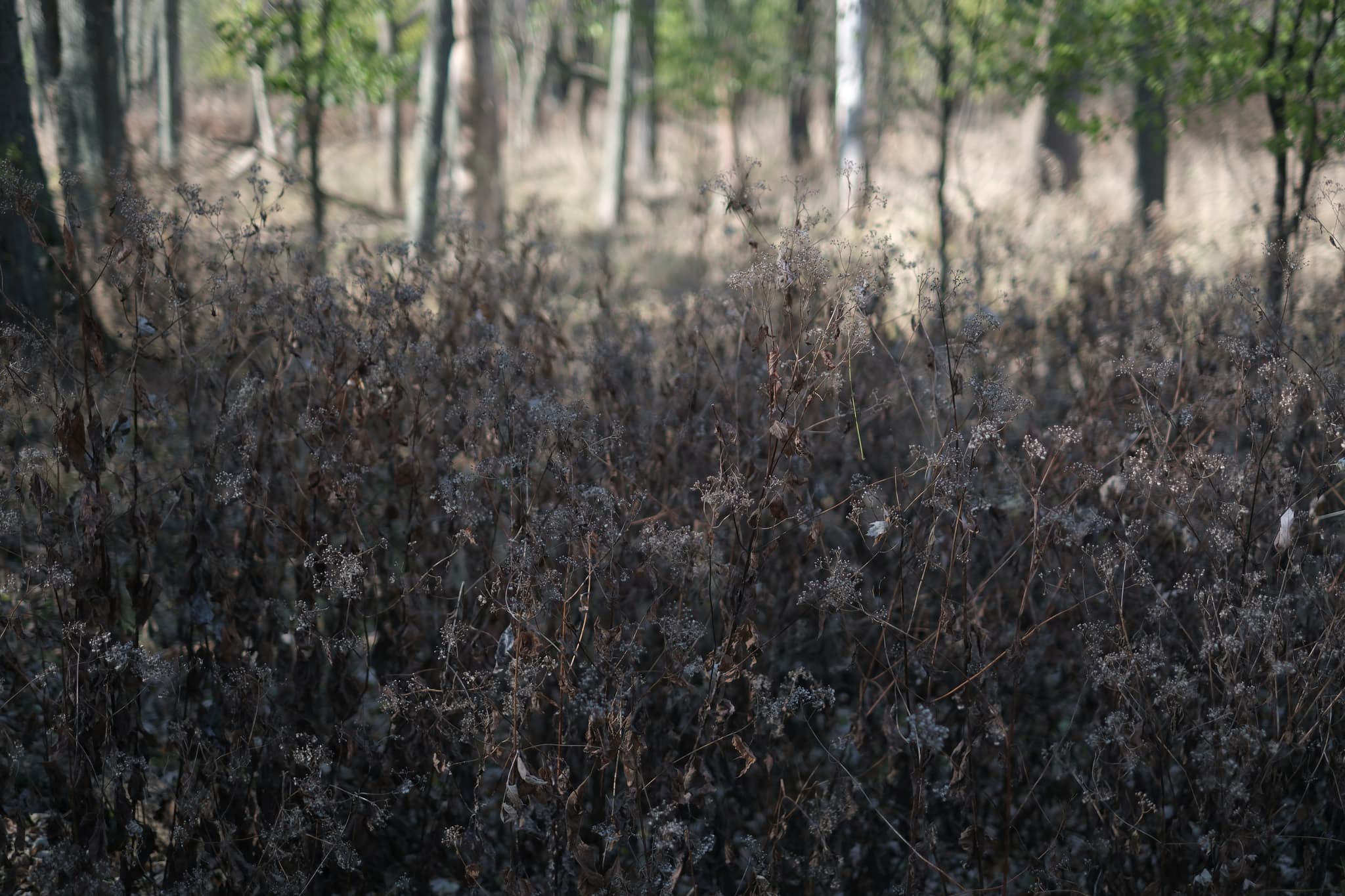 A dense thicket of dry, brown vegetation in the foreground with a forest of trees in the background