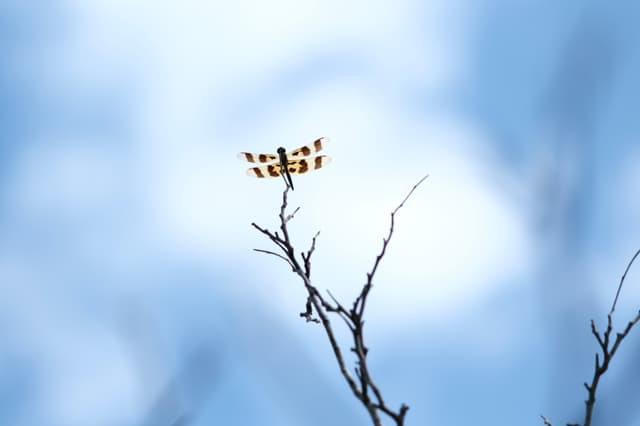 A dragonfly perched on the tip of a bare branch against a backdrop of a blue sky with scattered clouds