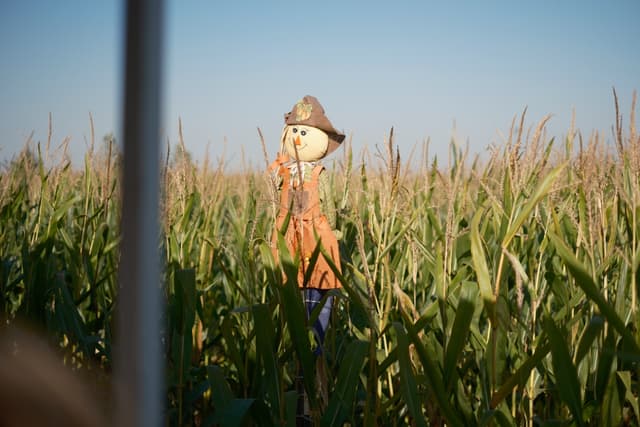 A scarecrow stands in a cornfield under a clear blue sky