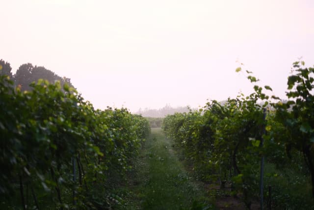 Sunlight filters through rows of lush grapevines, creating a misty pathway toward distant hills