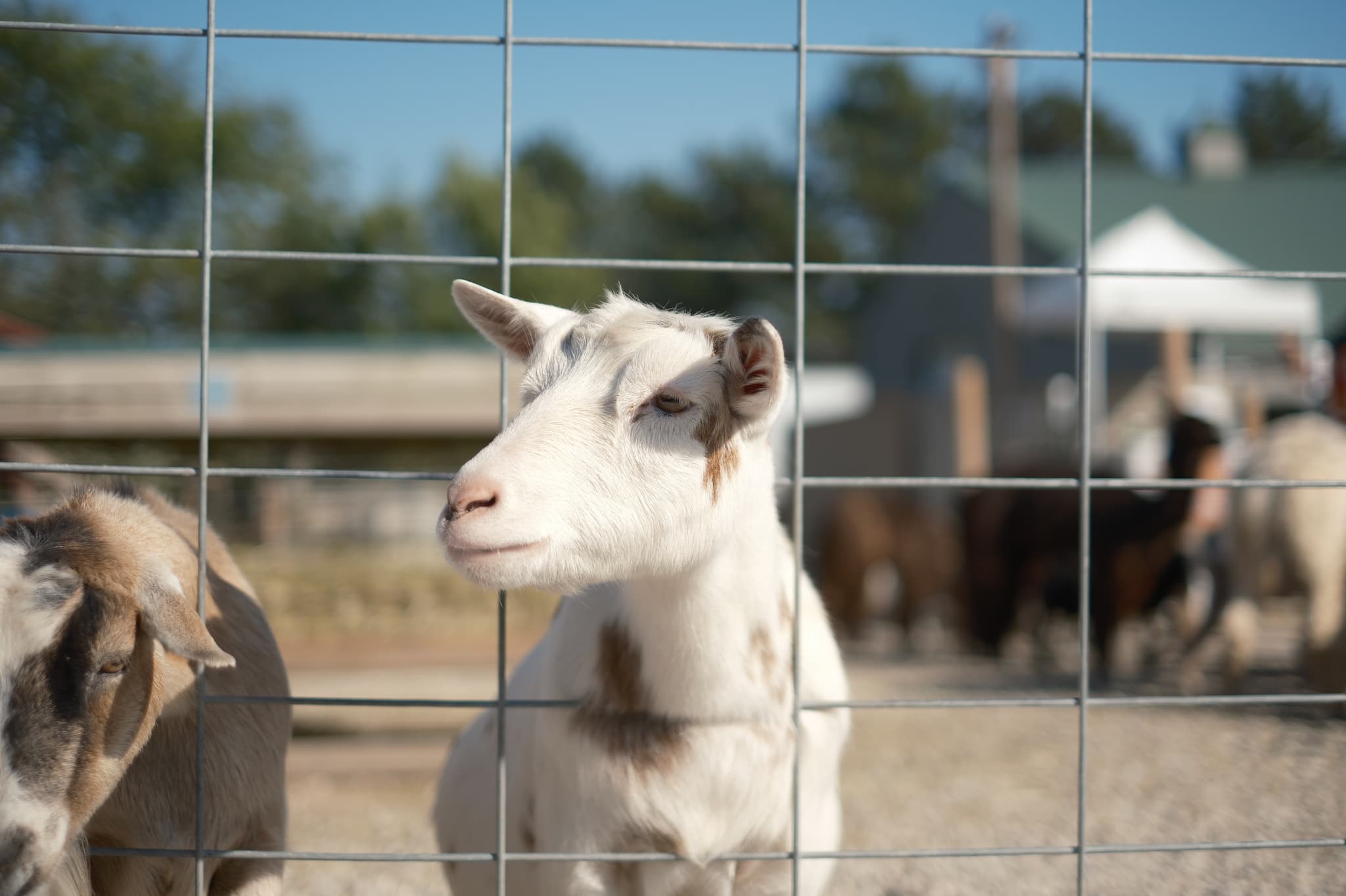 A goat standing behind a wire fence with a blurred background of a farm setting