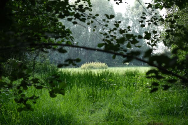 A lush, green meadow framed by overhanging tree branches, with a dense forest in the background