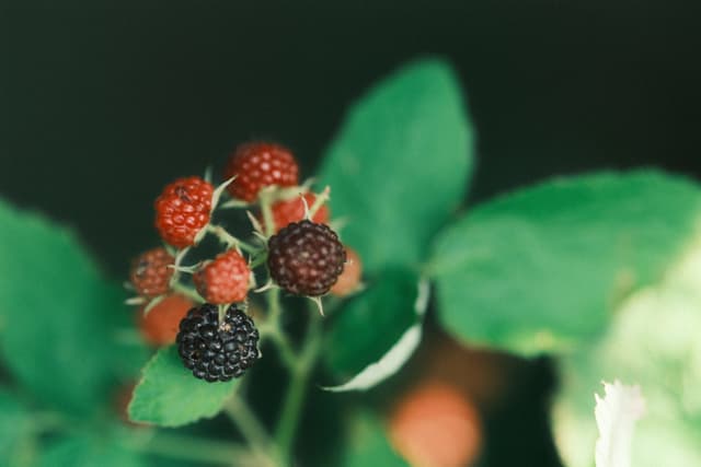 A cluster of ripening blackberries on a plant, with some berries red and others dark purple, surrounded by green leaves