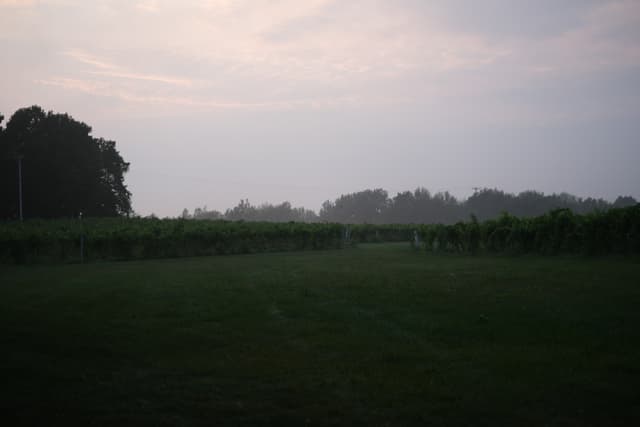 A foggy green field at sunrise with silhouetted trees under a pale sky