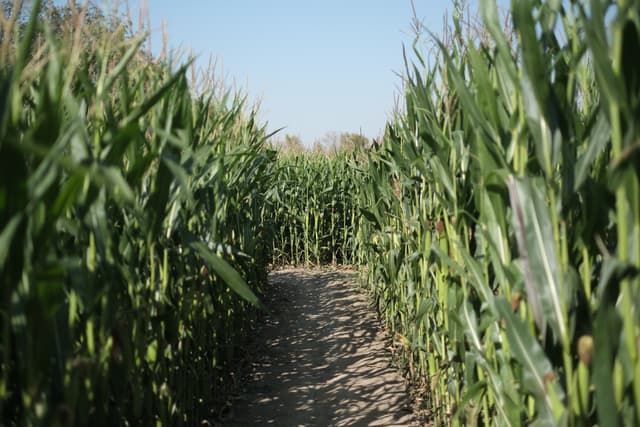 A path through a cornfield with tall green stalks on either side under a clear blue sky