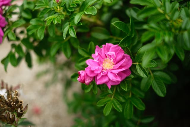 Close-up of a vibrant pink flower blooming among lush green leaves in soft natural light
