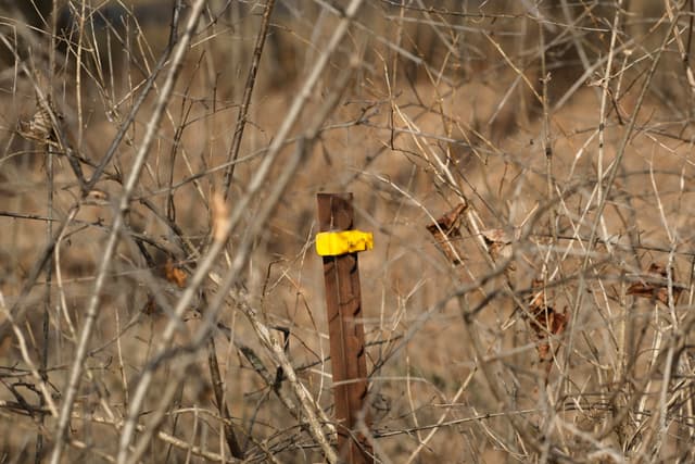 A rusty metal post with a yellow tag is surrounded by dry, leafless branches in a natural setting