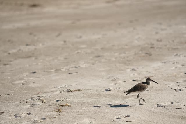 Small shorebird walking across a sandy beach with scattered debris in the background