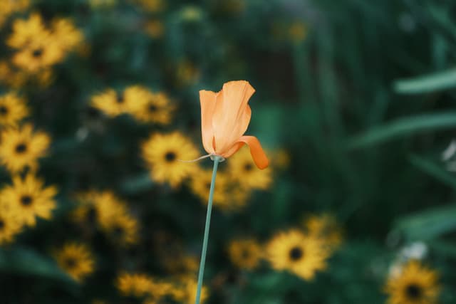 A single orange flower stands out against a blurred background of yellow flowers and green foliage