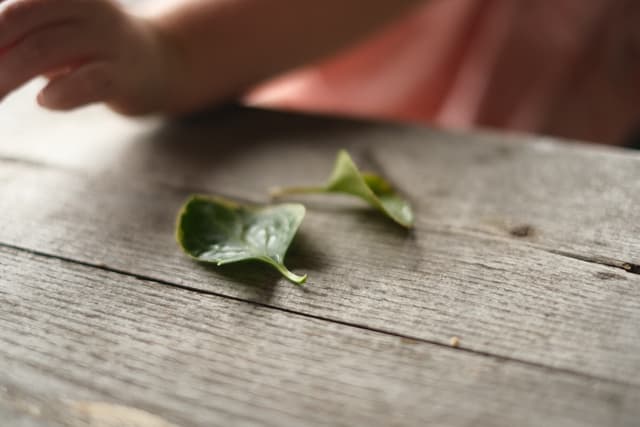 Close-up of a green leaf fragment on a weathered wooden table with a blurred hand in the background
